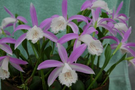 Pleione formosana Elms